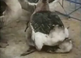 Aggressive Zoo Fucking Compilation - Raw Animal Sex