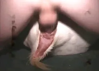 Human dick screwing a sexy goat in raw zoo action