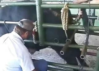 Rancher with beautiful dark bull in raw clip