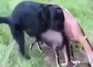 Hard pig and dog mating session with intense pleasure