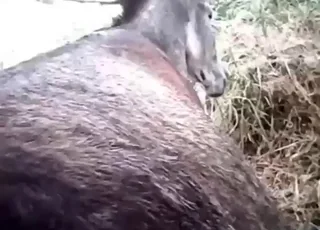 Dude fucks donkey in raw outdoor zoo porn clip