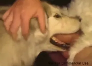 Malamute muzzlefuck with sliding dick in twisted zoo clip