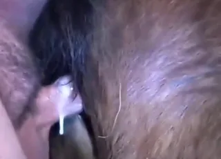 BWC dominates brown mare in short zoo clip