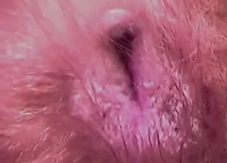Creampied animal sex clip from zooporn.life collection