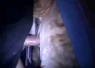 Uncensored Mare Gape Clip - Raw Zoo Sex Footage