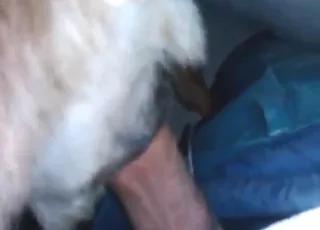 Hairy dogs in action: raw bestiality porn clip
