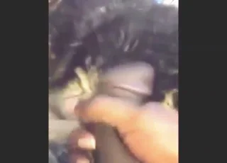 POV black dog zoo clip ending in a direct cumshot