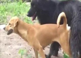Dog on Dog Mating: Raw Zoo Clip with Double Cumshot