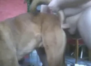 Hard Anal Banging with a Moaning Dog - 4 Min Zoo Clip