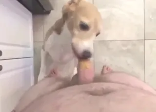 POV dog feeding scene: dude with boner and peanut butter