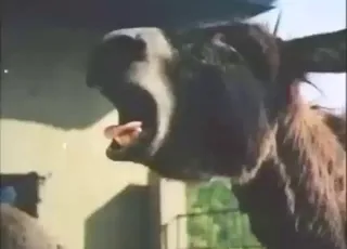 Hard donkey mating scene from a raw zoo movie clip