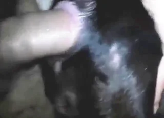 Hardcore pitbull clip: guy fucks dog from behind