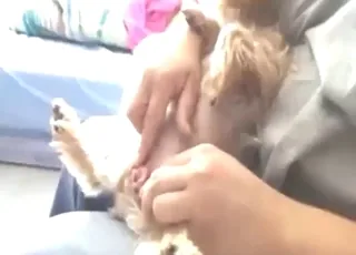 Yorkshire dog gets a wild handjob in raw zoo clip