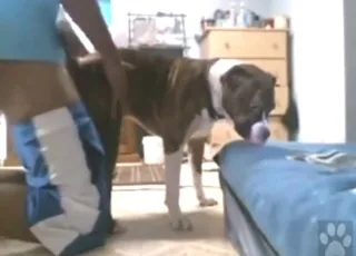 Zooporn: Guy takes his friend's dog from behind