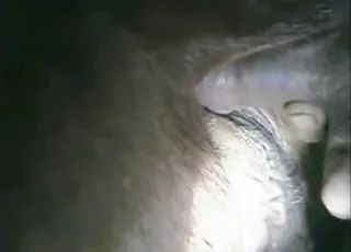 Noisy cow during rough zoo fucking - 90 sec clip