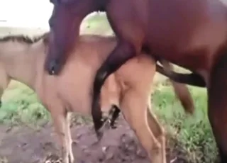 Stallion shows hard cock during donkey gape in 84s zoo clip