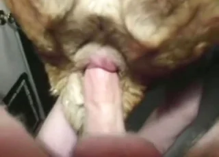 Cowgirl zoo sex clip with multiple orgasms