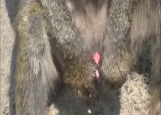 Solo monkey clip: hard cumshot in short zoo vid