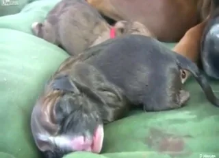 Raw Pitbull Giving Birth: Real Zoo Clip for Zofilia
