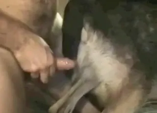 Raw dog clip: rear entry action in a 2 minute zoo cut