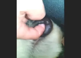 Fingering animal until screaming stops the clip