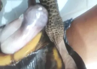 Turtle in wet pussy close-up: zooporn clip