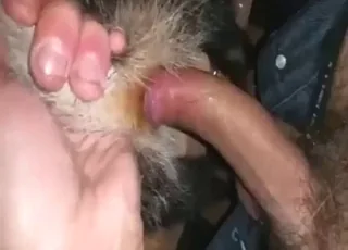 Man going deep into badger hole in short zoophile clip