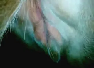 Short animal sex clip ending with real orgasms