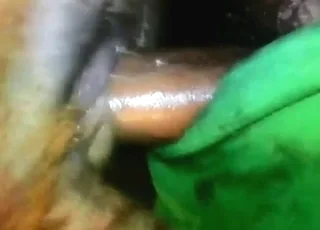 Pitbull ass pumping in short raw zoo sex clip
