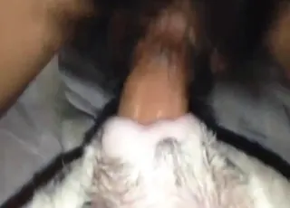 Chinese man going wild on dog vag in short zoo clip